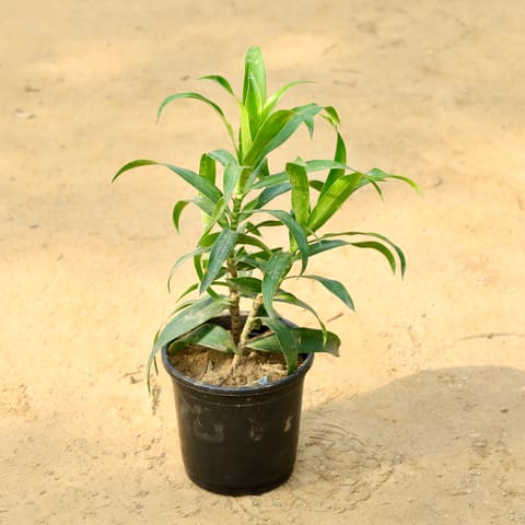 Dracaena Green in 6 Inch Nursery Pot