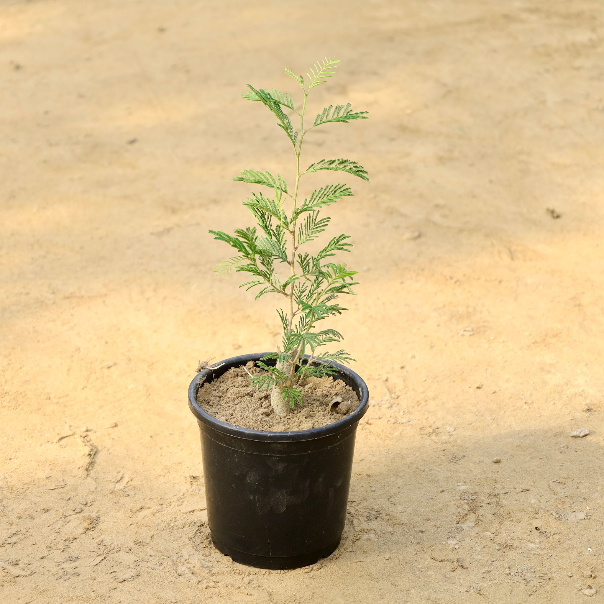 Shami in 6 Inch Nursery Pot