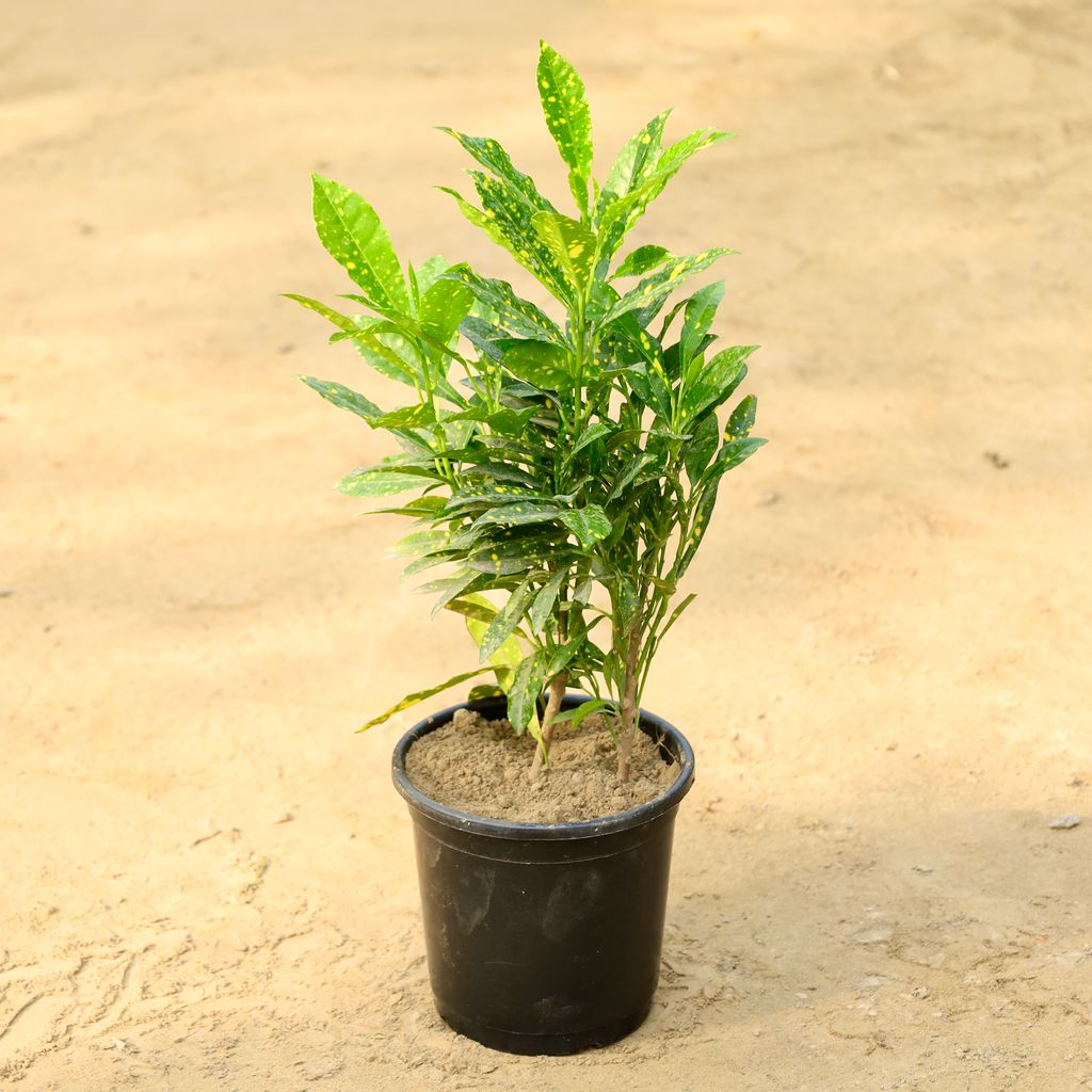 Buy Baby Croton in 6 Inch Nursery Pot Online | Urvann.com Baby Croton in 6 Inch Nursery Pot