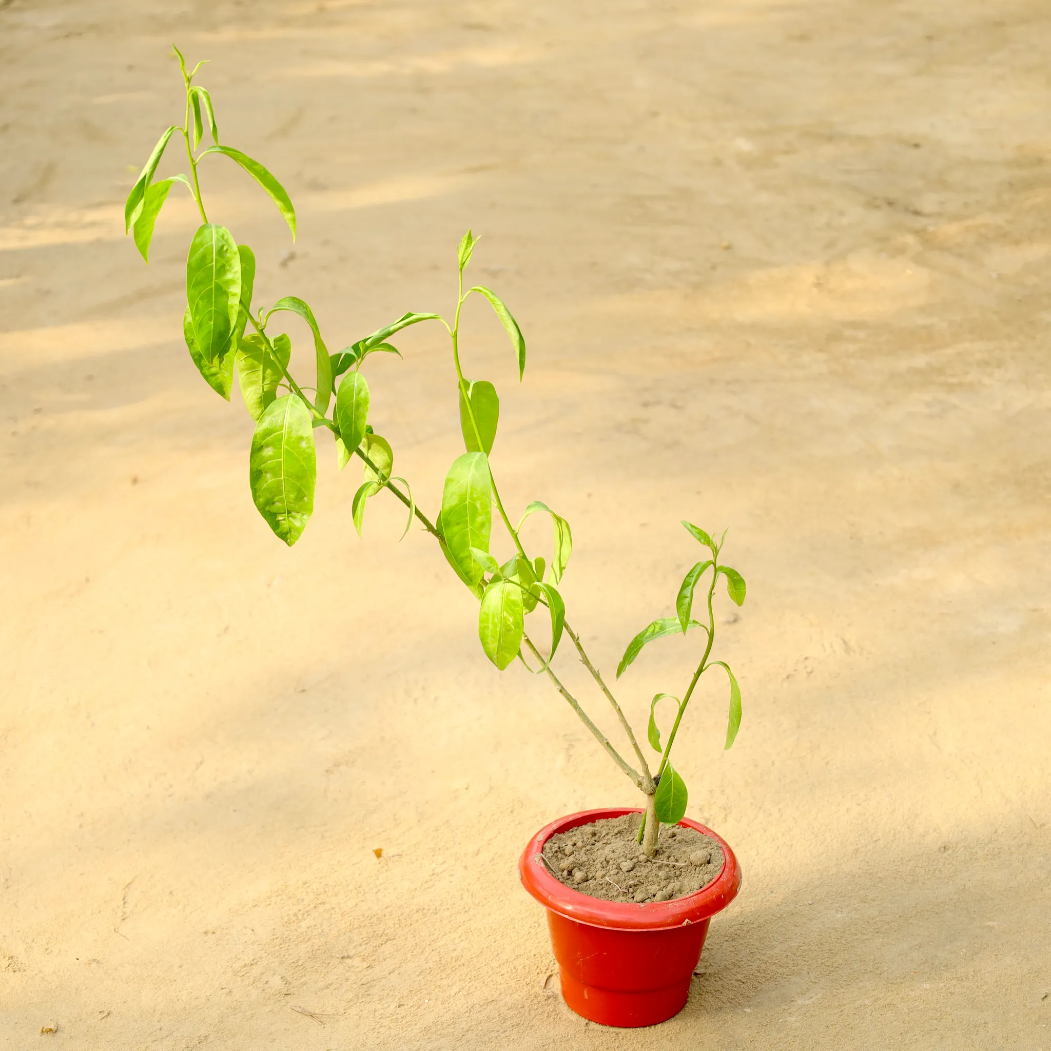 Raat ki Rani / Night Blooming Jasmine (Any Colour) in 6 Inch Red Classy Plastic Pot
