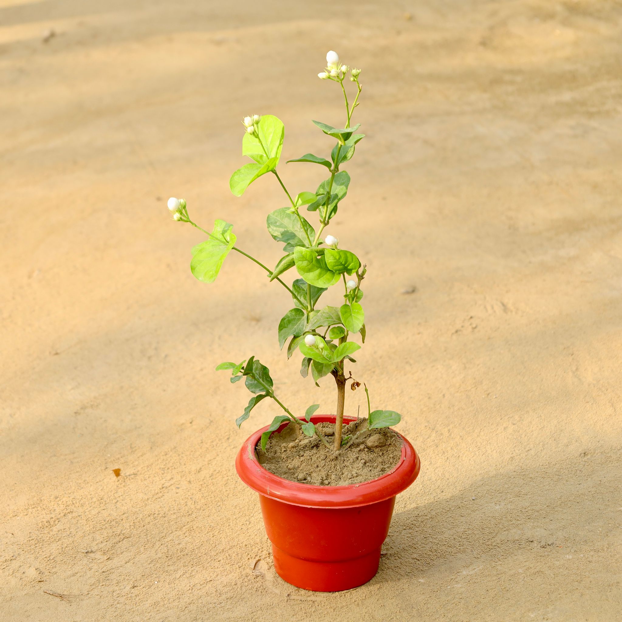 Mogra / Jasmine (Any Colour) in 6 Inch Red Classy Plastic Pot