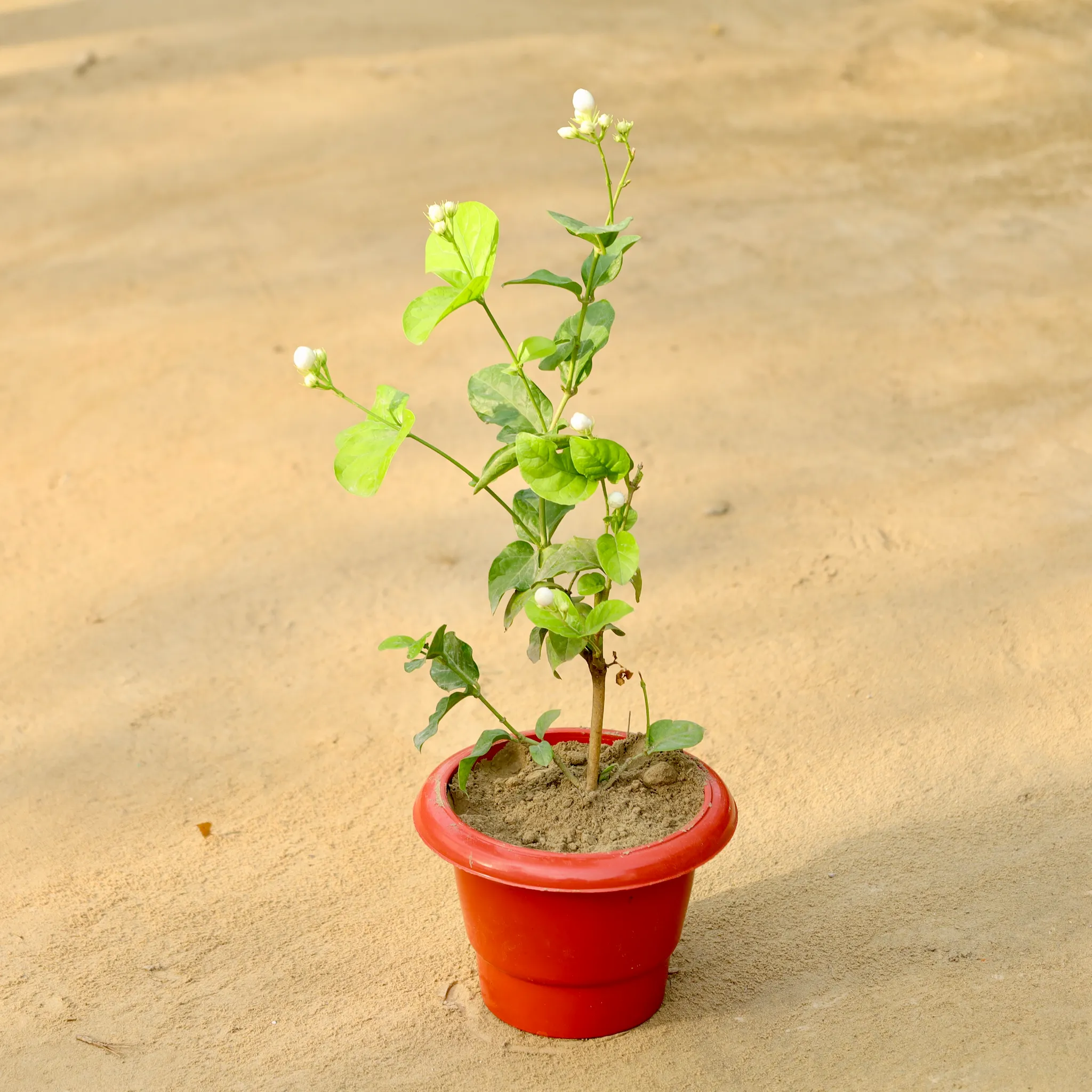 Mogra / Jasmine (Any Colour) in 6 Inch Red Classy Plastic Pot
