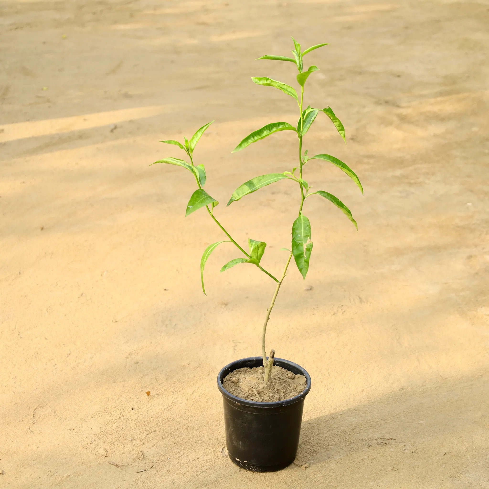 Raat ki Rani / Night Blooming Jasmine (Any Colour) in 6 Inch Nursery Pot