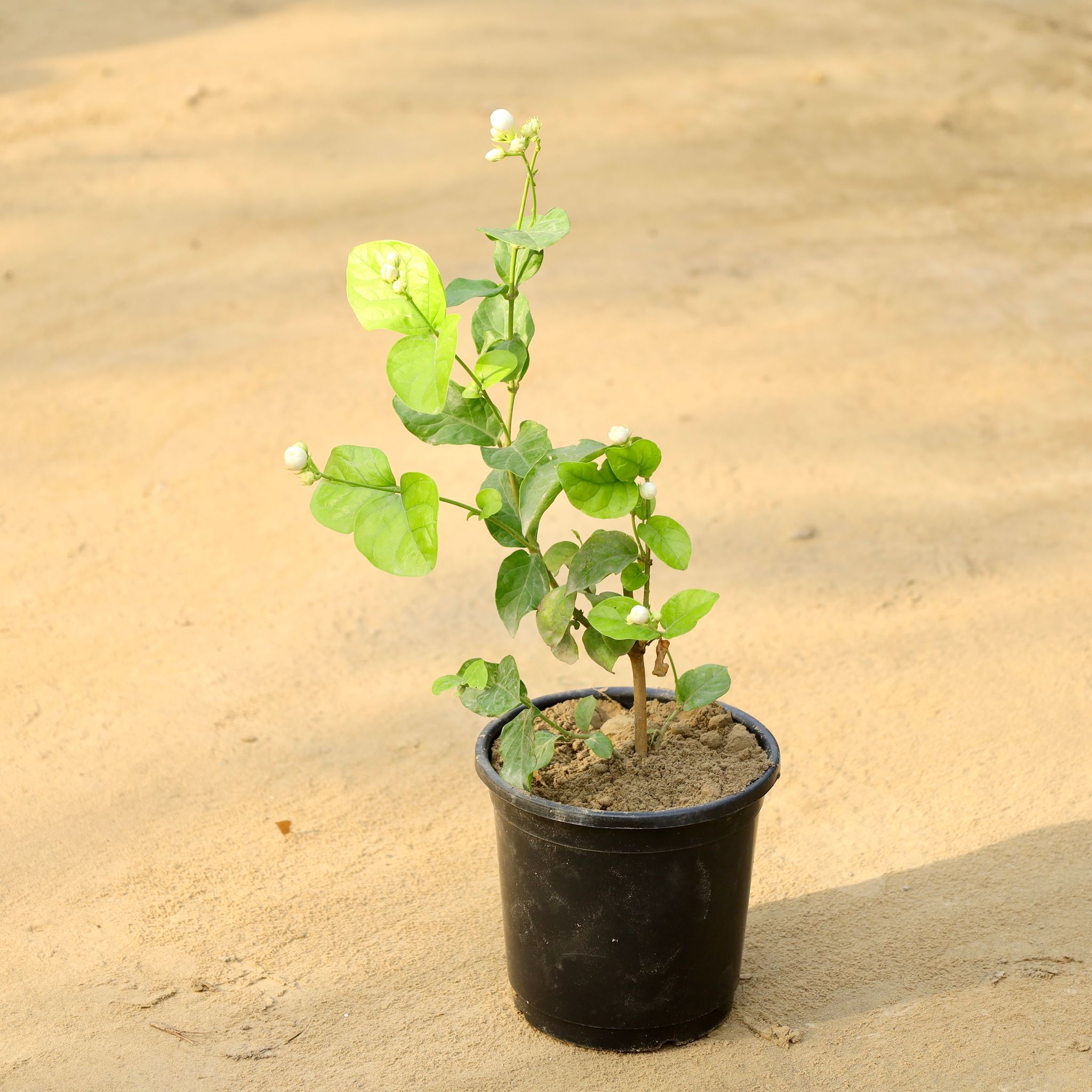 Mogra / Jasmine (Any Colour) in 6 Inch Nursery Pot