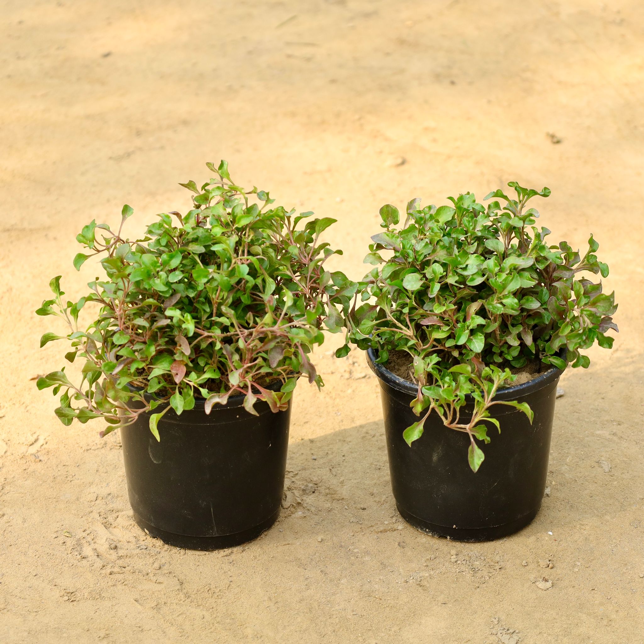 Set of 2 - Alternanthera Red in 4 Inch Nursery Pot
