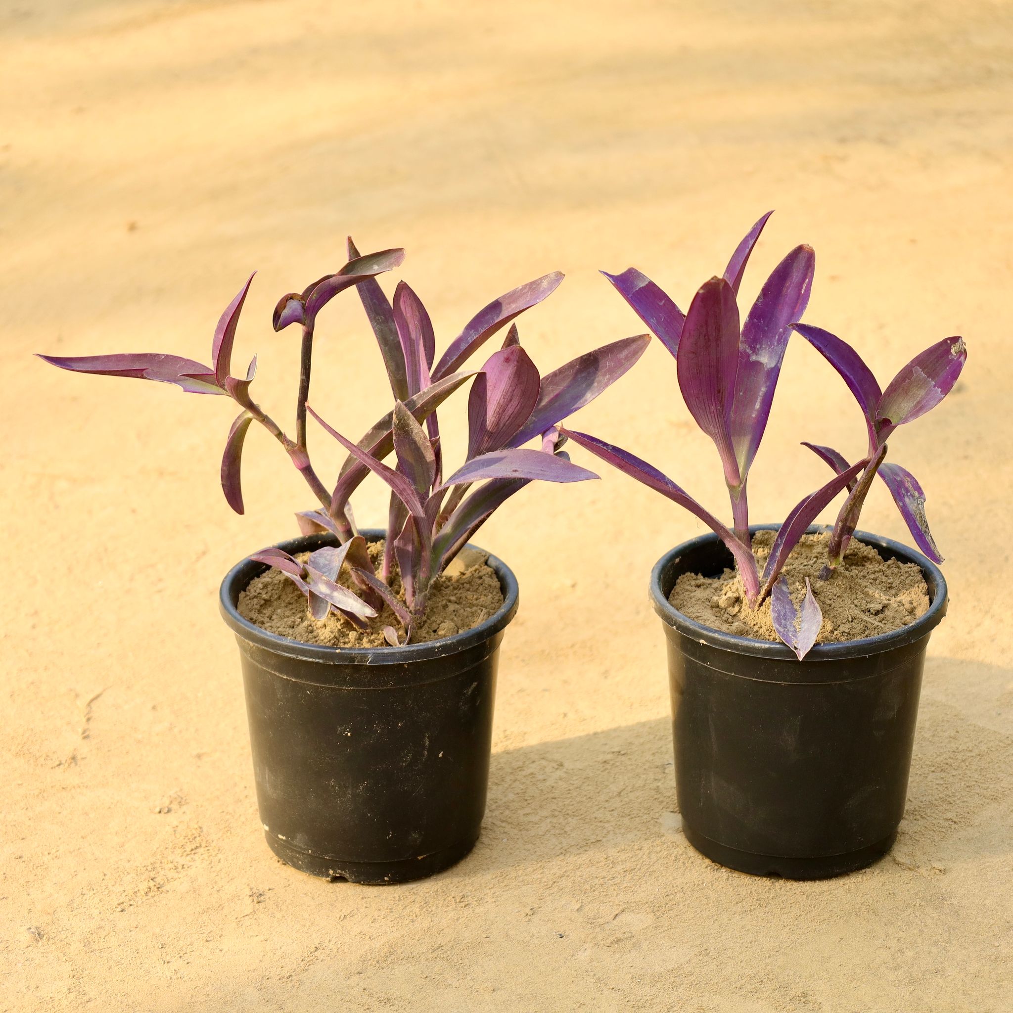 Set of 2 - Purple Heart in 4 Inch Nursery Pot