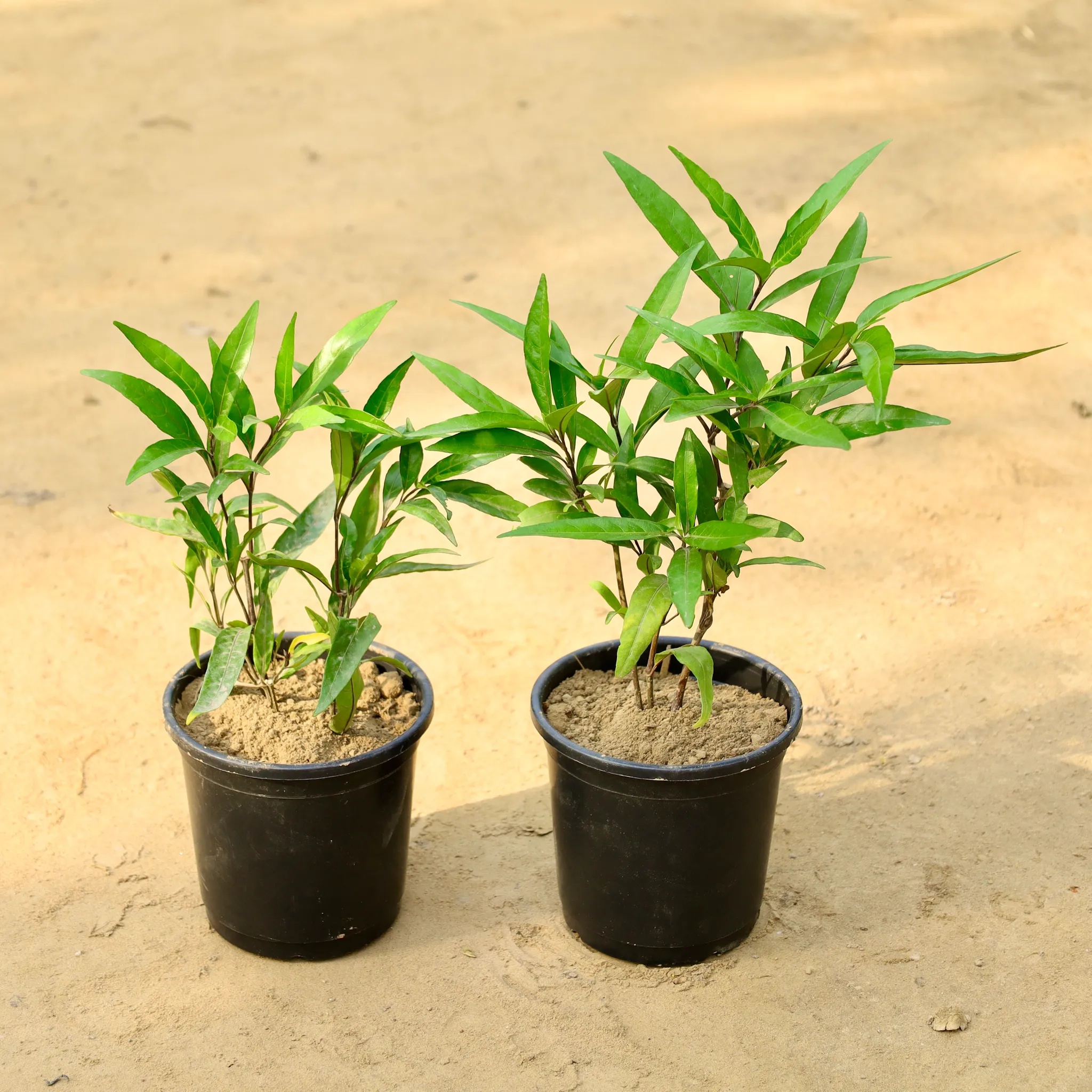 Set of 2 - Sukh Shanti in 6 Inch Nursery Pot