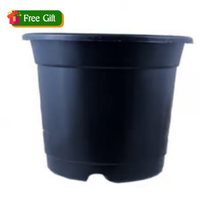 Free Gift - 4 Inch Black Nursery Pot - Flash Sale