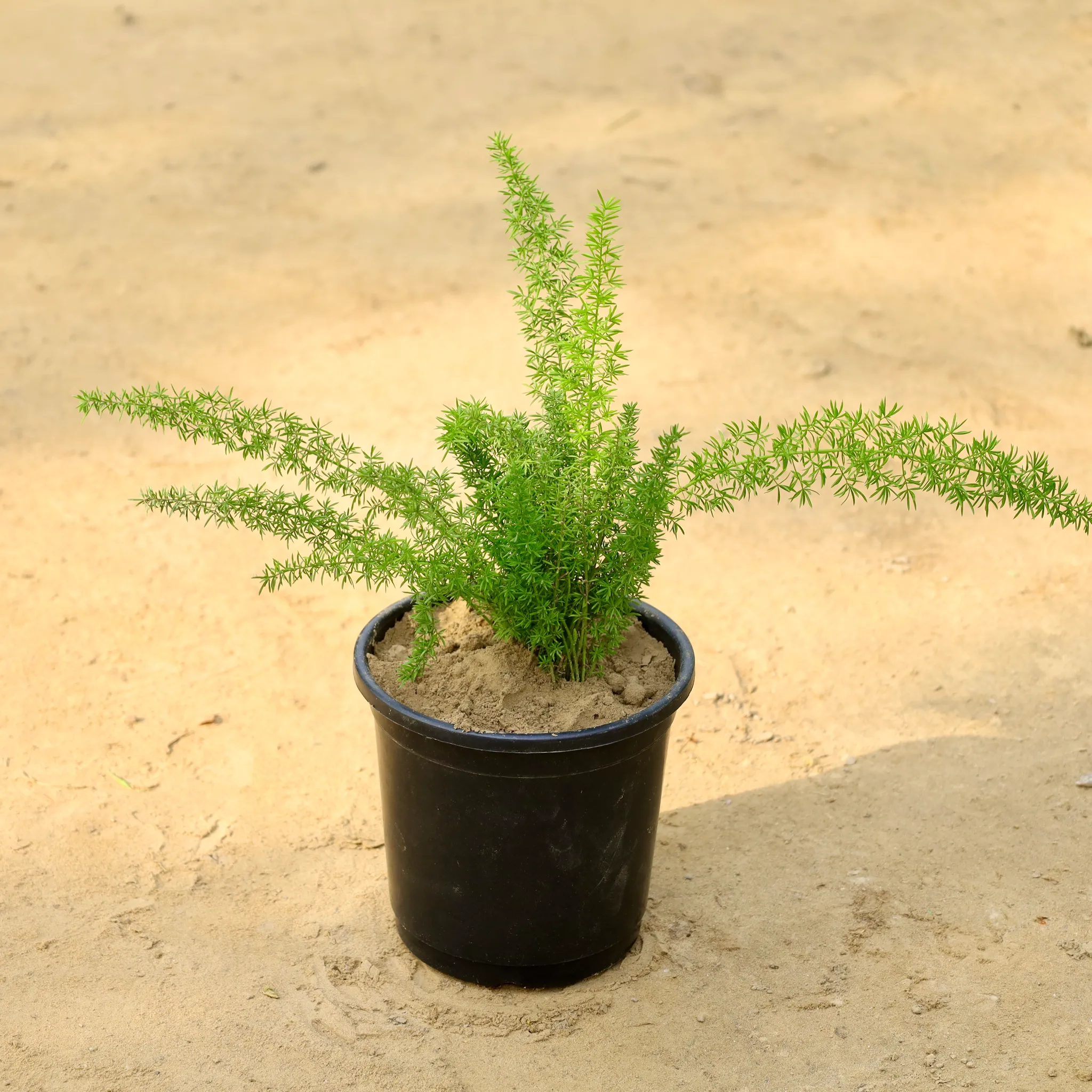 Aspara Mary in 6 Inch Nursery Pot