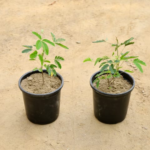 Set of 2 - Touch me Not / Chui Mui (Any Colour) in 6 Inch Live Plant Nursery Pot