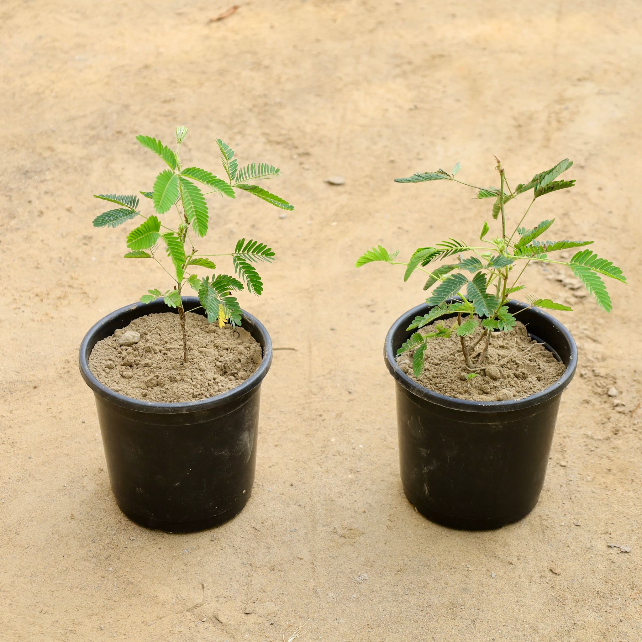 Set of 2 - Touch me Not / Chui Mui (Any Colour) in 6 Inch Nursery Pot