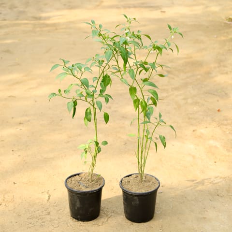 Set of 2 - Green Chilli / Mirchi Plant in 60 Inch Nursery Pot