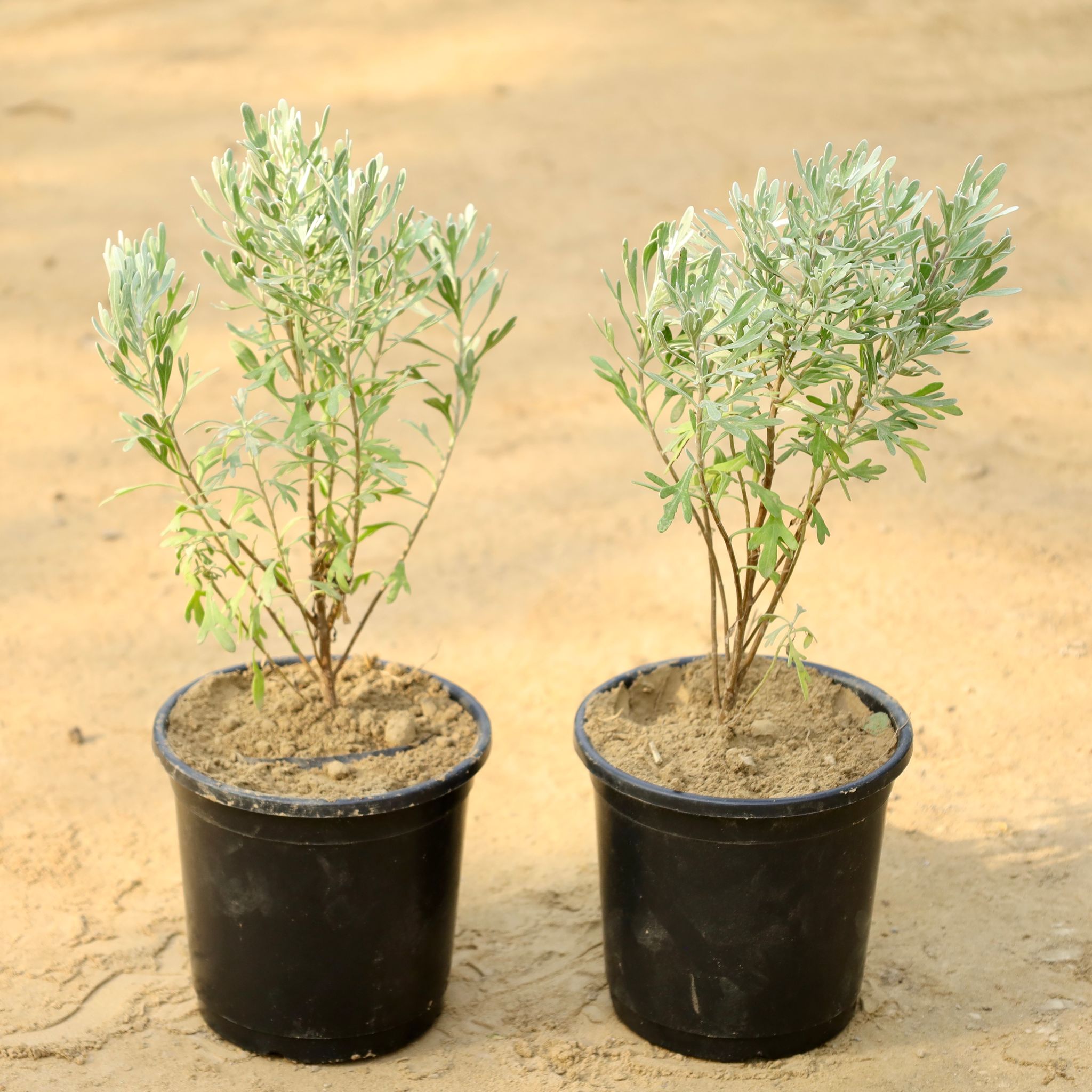 Set of 2 - Lavender in 6 Inch Nursery Pot