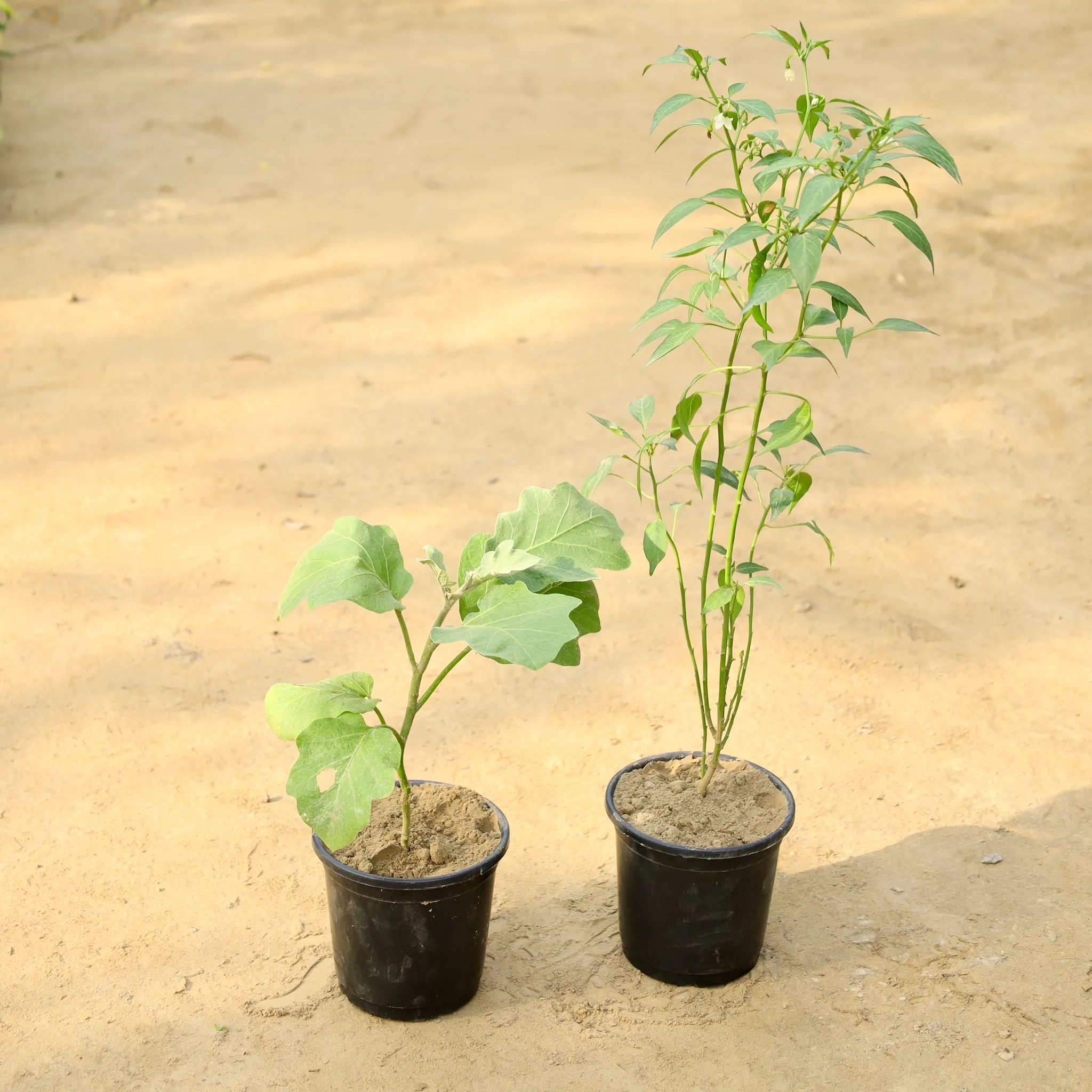 Set of 2 - Green Chilli / Mirchi Plant & Brinjal / Baigan in 6 Inch Nursery Pot
