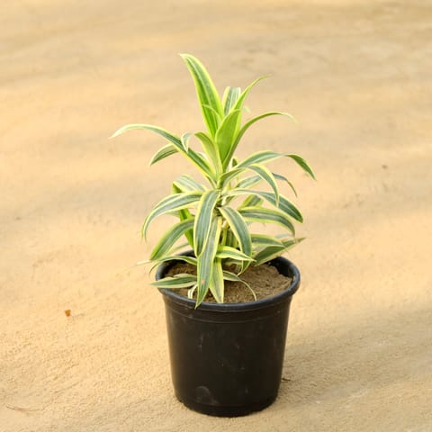 Song of India in 6 Inch Nursery Pot