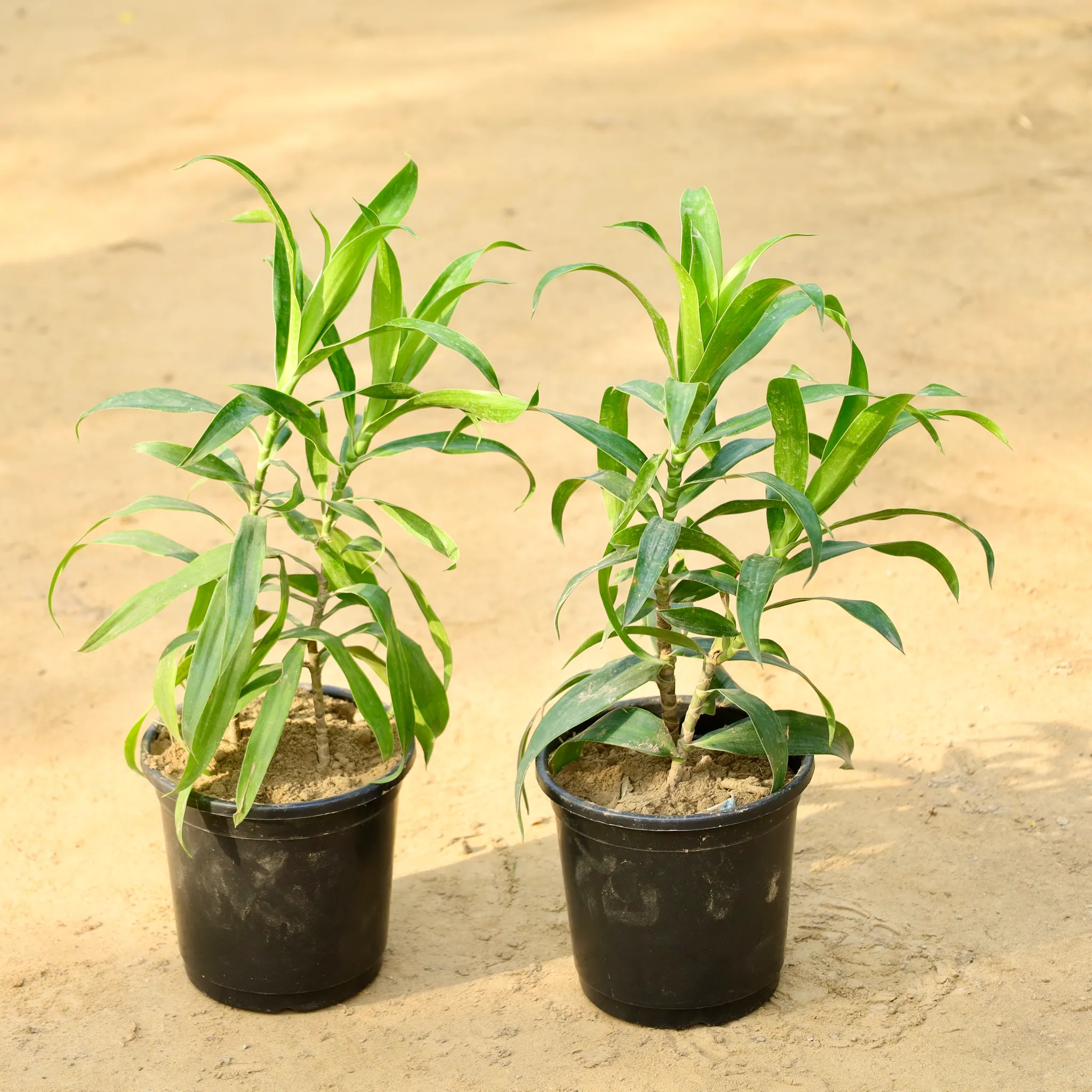 Set of 2 - Dracaena Green in 6 Inch Nursery Pot
