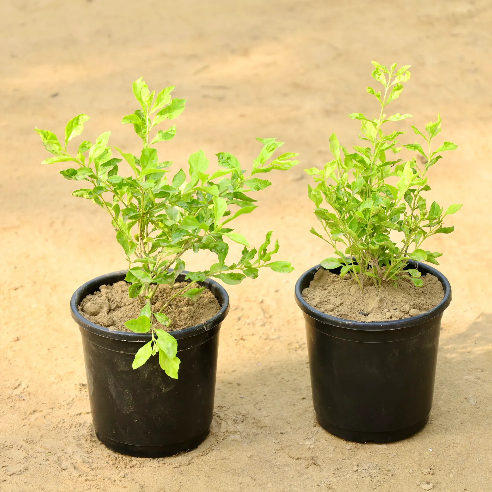 Set of 2 - Golden Duranta in 6 Inch Nursery Pot