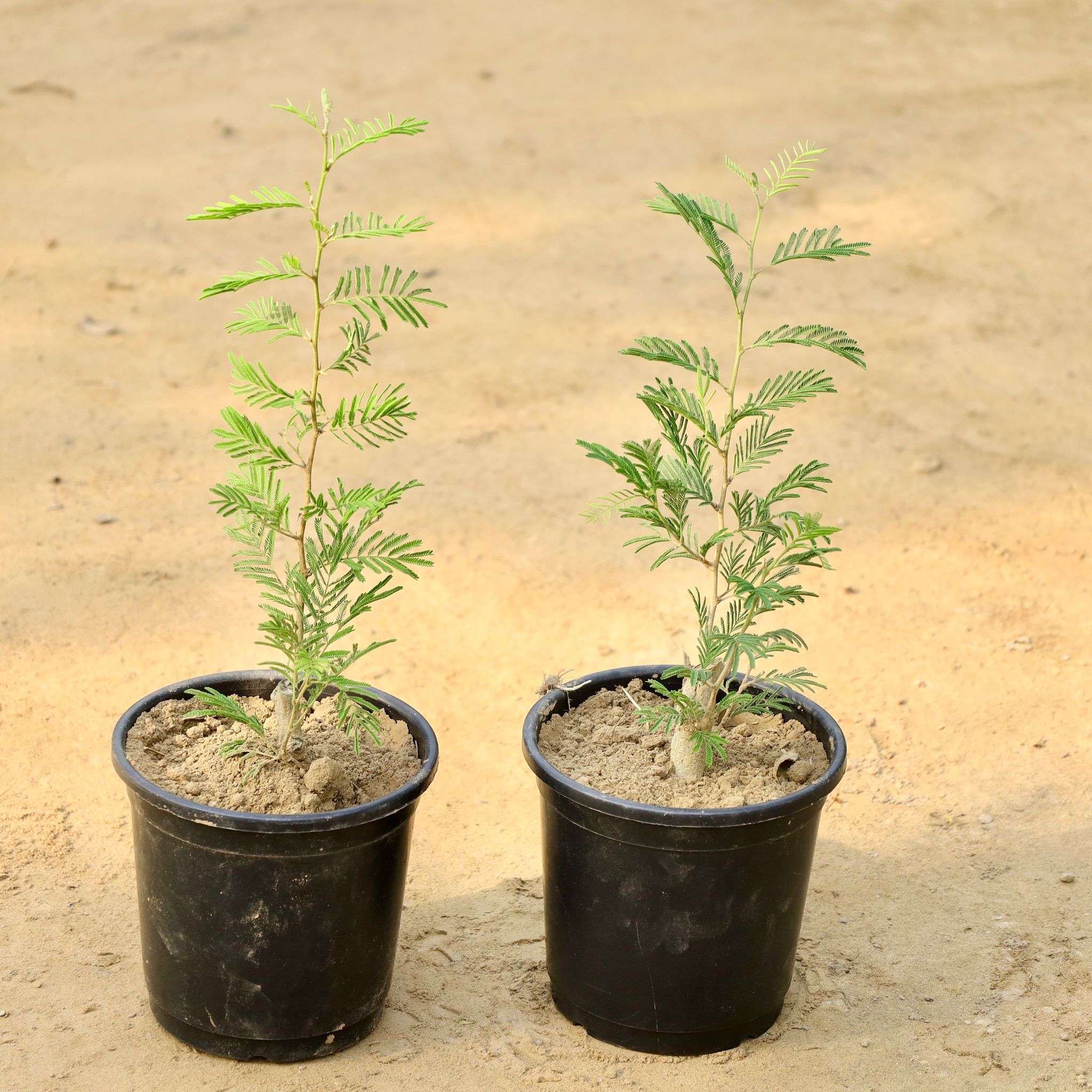 Set of 2 - Shami in 6 Inch Nursery Pot