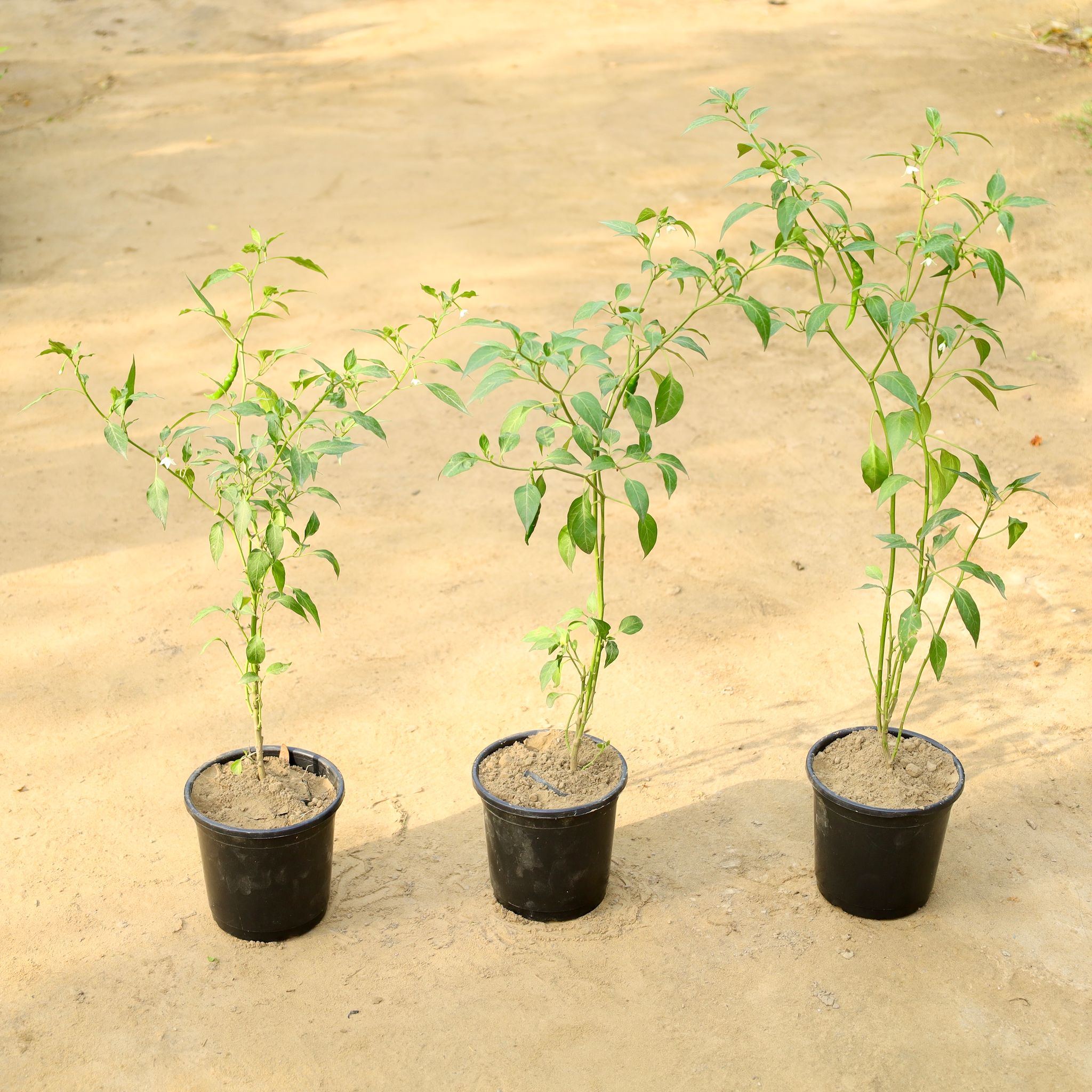 Set of 3 - Green Chilli / Mirchi Plant in 6 Inch Nursery Pot