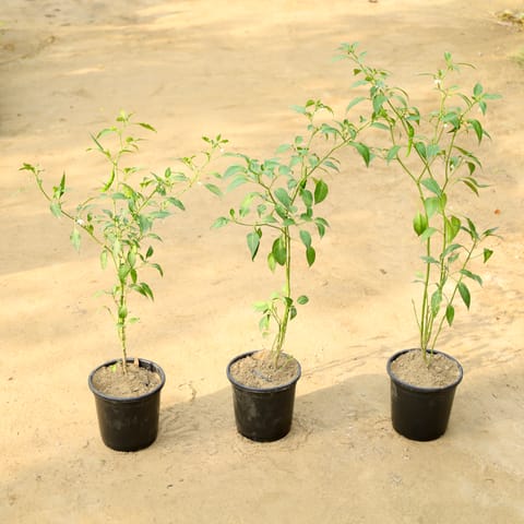 Set of 3 - Green Chilli / Mirchi Plant in 6 Inch Nursery Pot