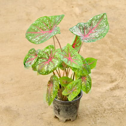 Buy Caladium / Heart Of Jesus in 6 Inch Nursery Pot Online | Urvann.com