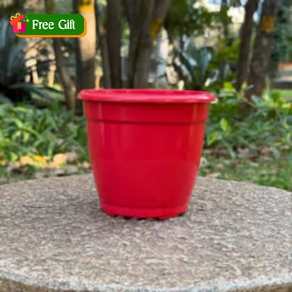 Free Gift - 3 Inch Ruby Red Elora Premium Plastic Planter - Flash Sale
