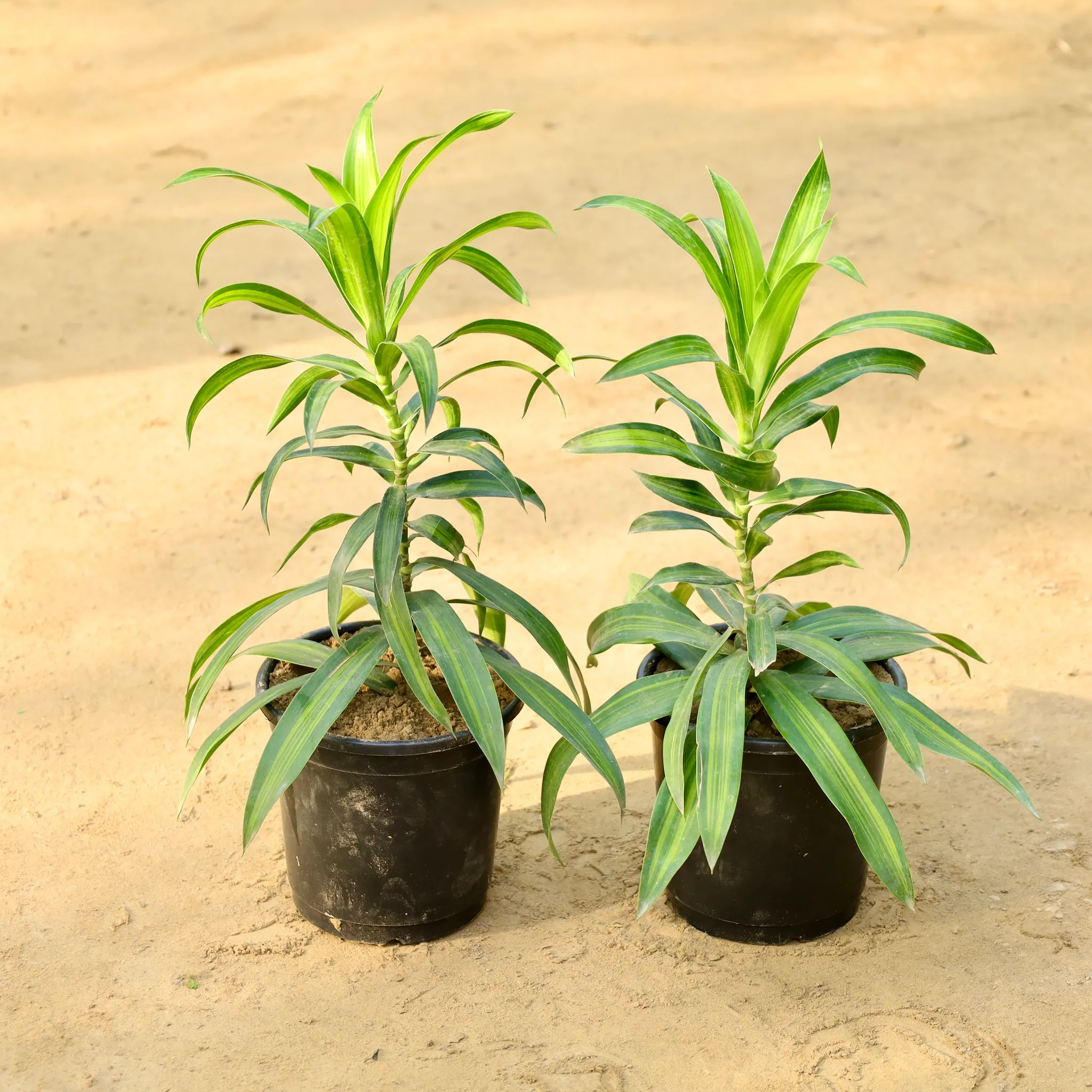 Set of 2 - Dracaena Messenger Green in 6 Inch Nursery Pot
