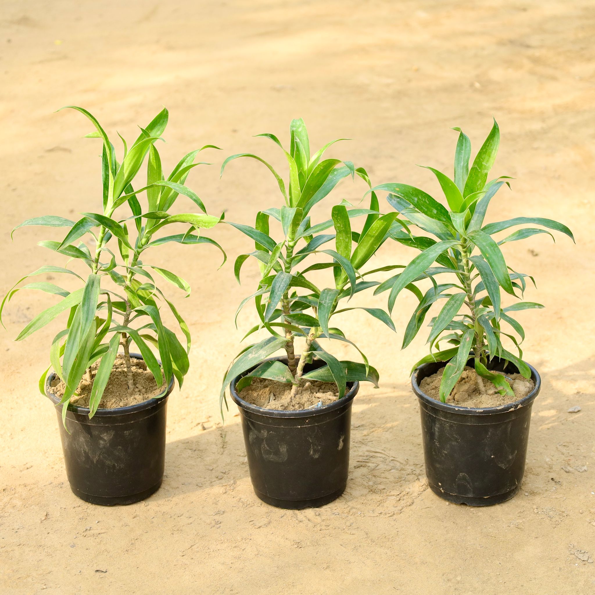 Set of 3 - Dracaena Green in 6 Inch Nursery Pot