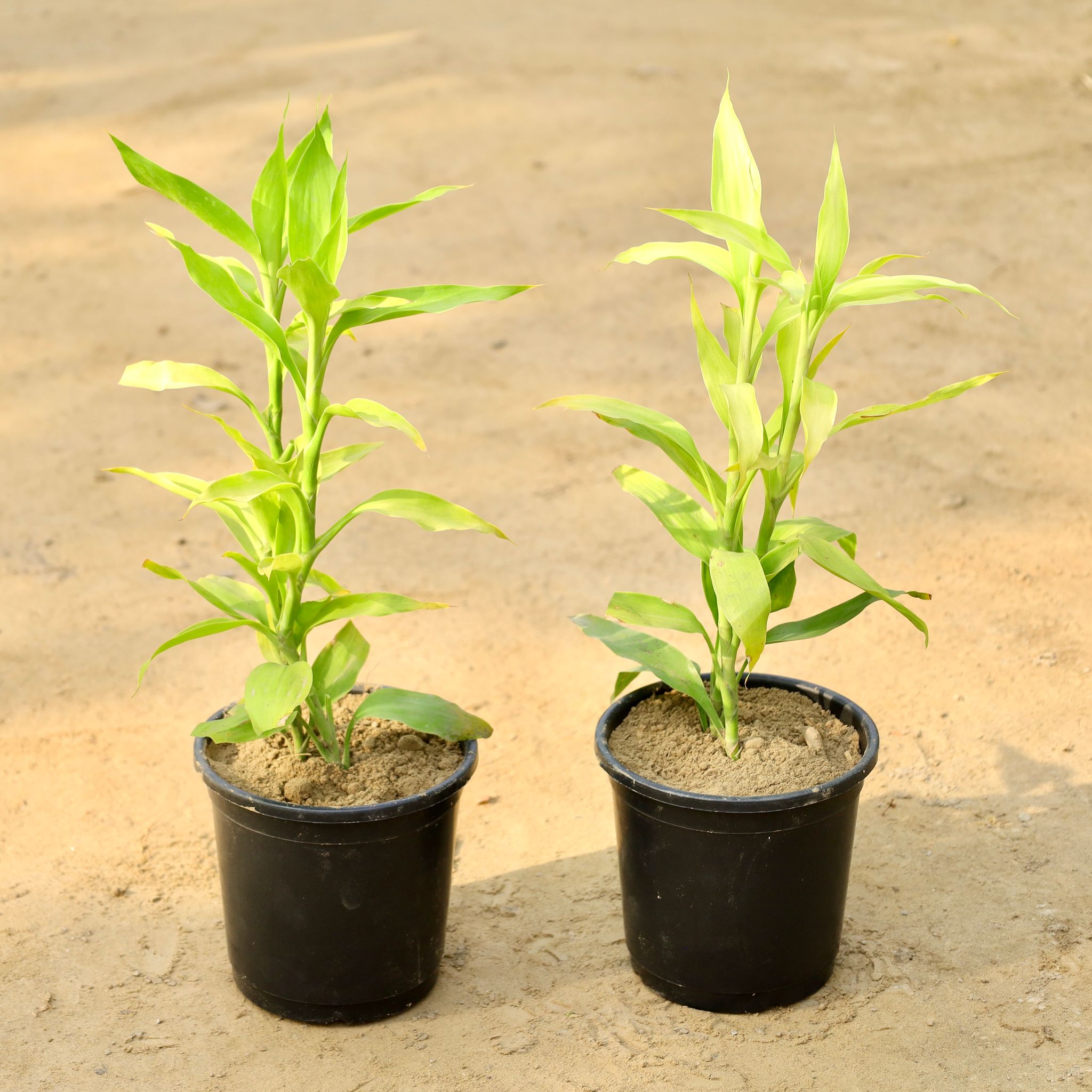 Set of 2 - Golden Lucky Bamboo in 6 Inch Nursery Pot