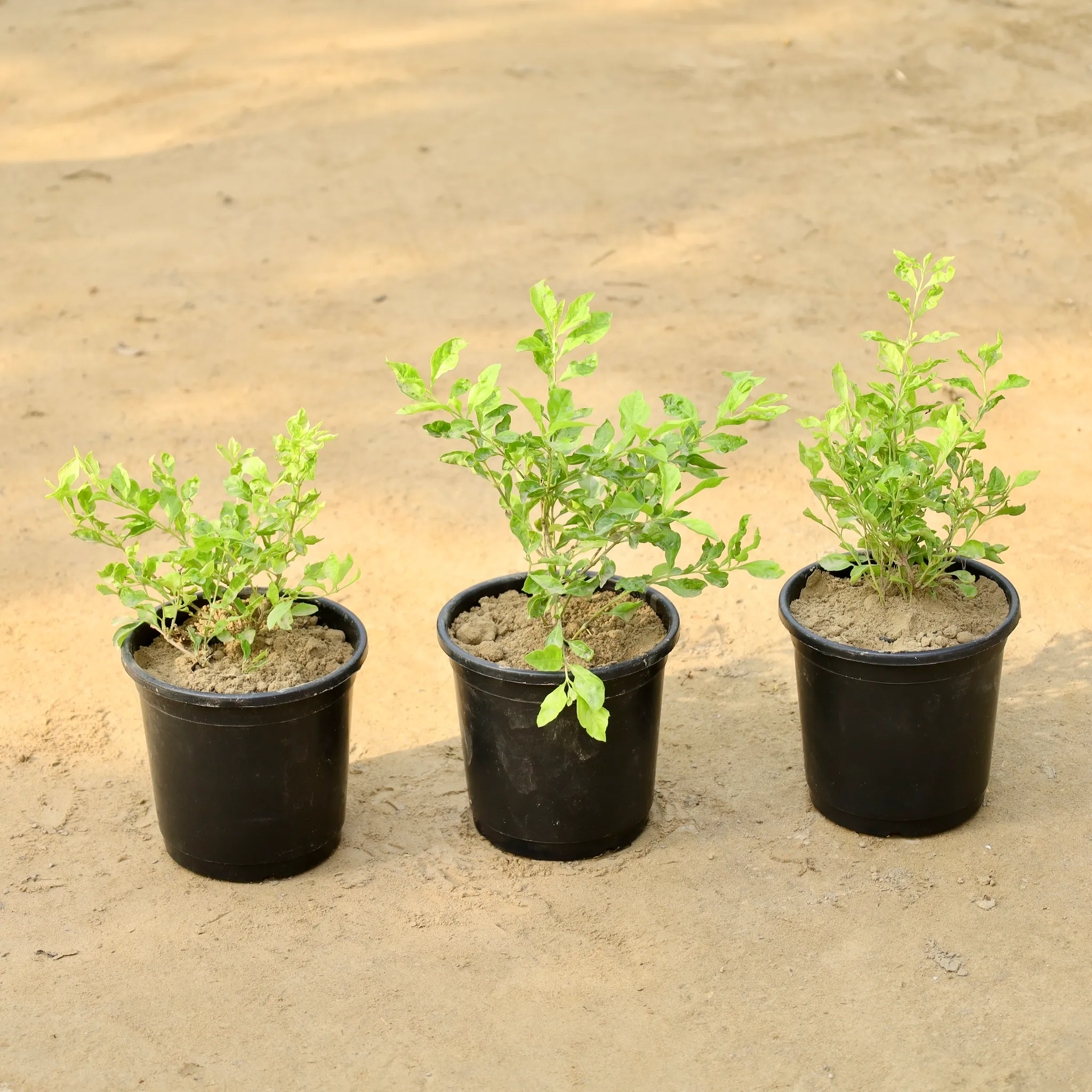 Set of 3 - Golden Duranta in 6 Inch Nursery Pot