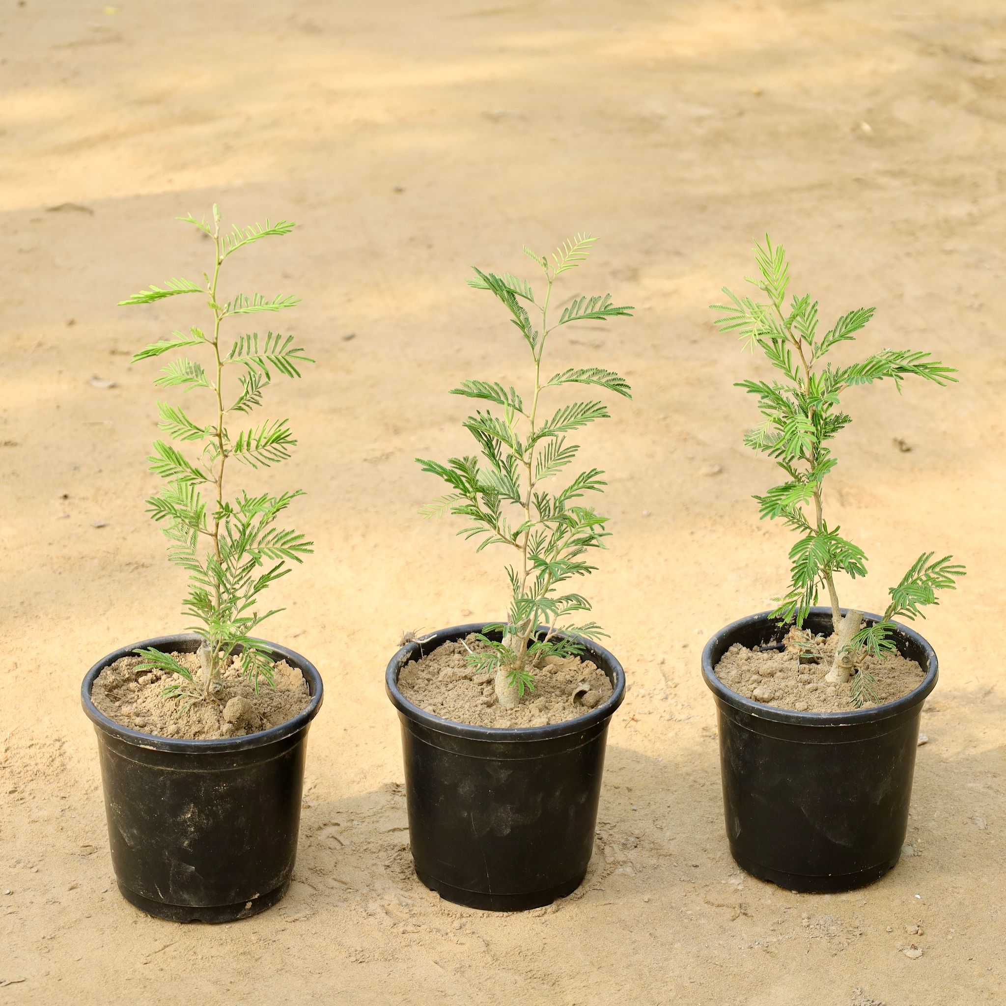Set of 3 - Shami in 6 Inch Nursery Pot