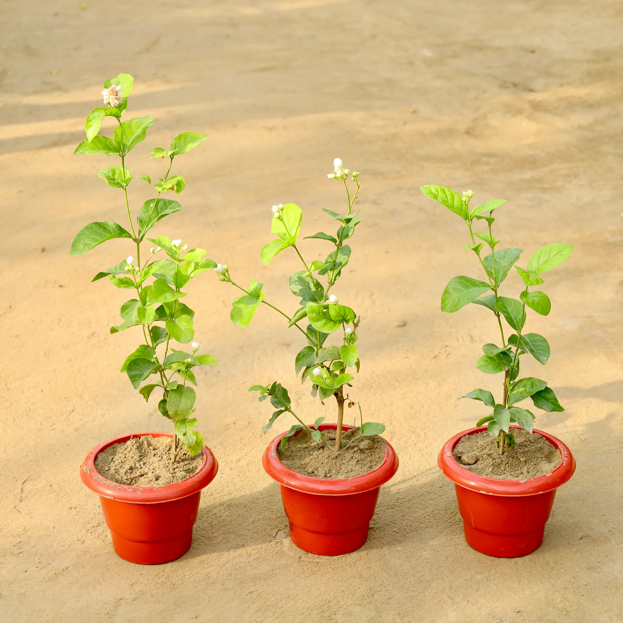 Set of 3 - Mogra / Jasmine (Any Colour) in 6 Inch Red Classy Plastic Pot