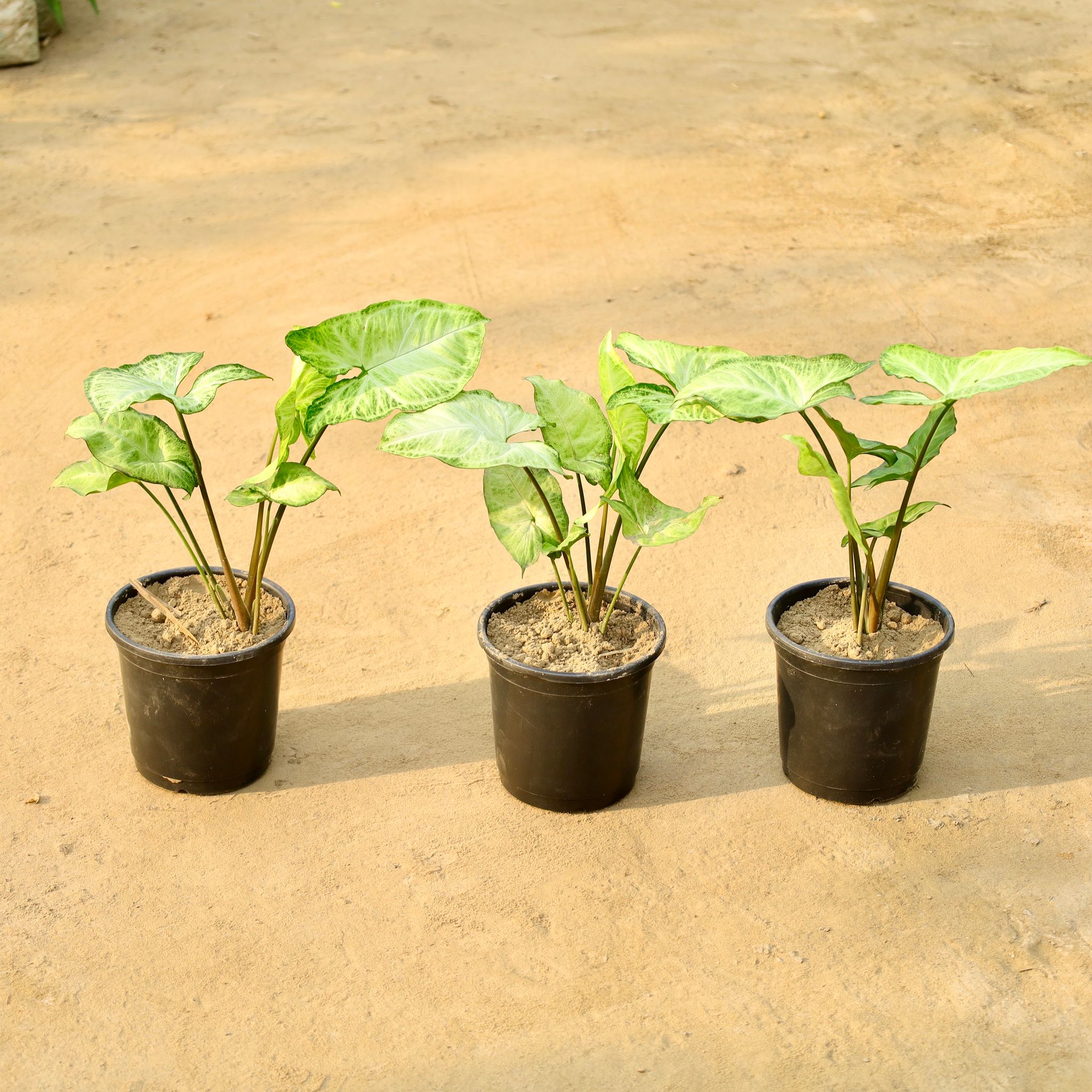 Set of 3 - Syngonium Green Arrowhead in 6 Inch Nursery Pot