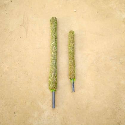 Buy Set of 2 - Moss Stick (3 Ft & 2 Ft) Online | Urvann.com