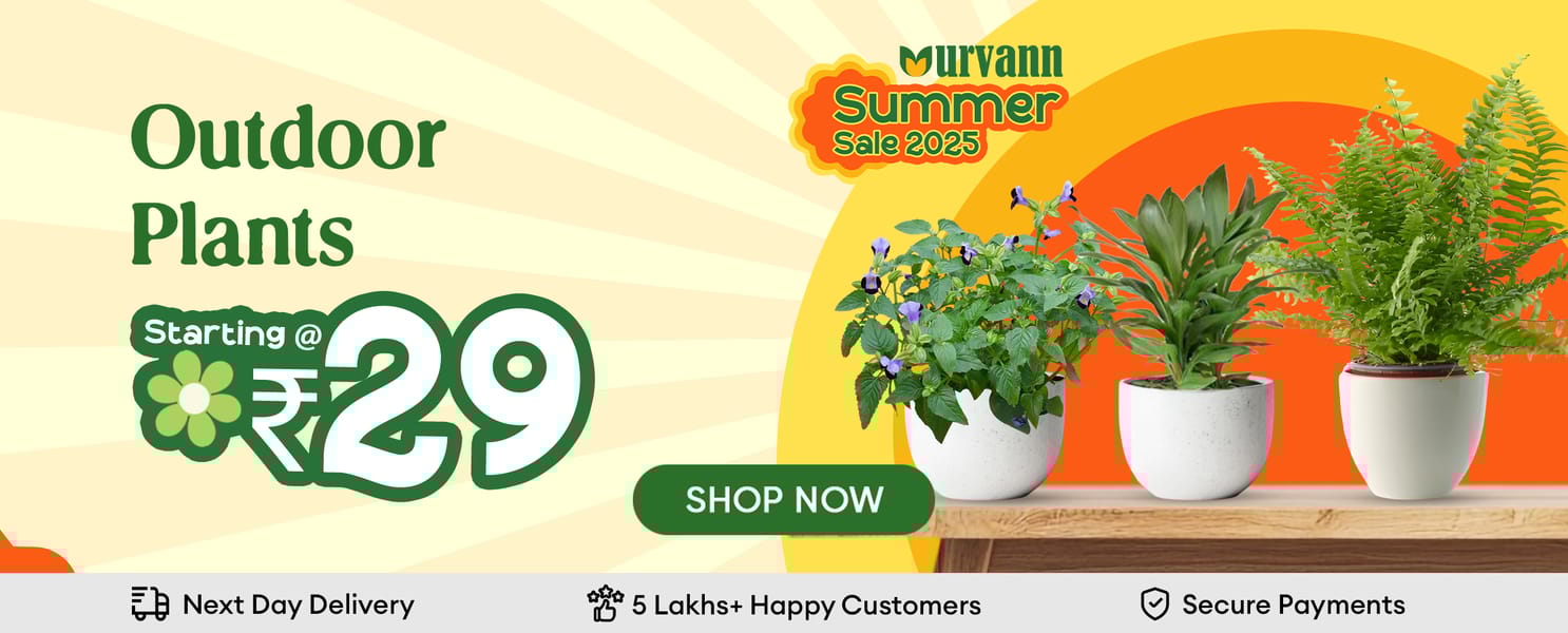 Outdoor plants