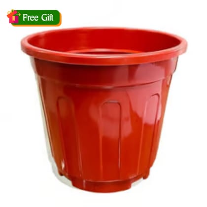 Free Gift - 6 Inch Red Super Nursery Pot - Flash Sale