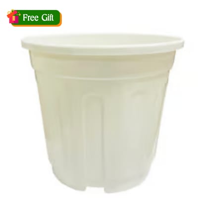 Free Gift - 6 Inch White Super Nursery Pot - Flash Sale
