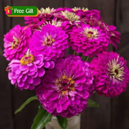 Free Gift - Zinnia Purple Seeds - Excellent Germination - Flash Sale