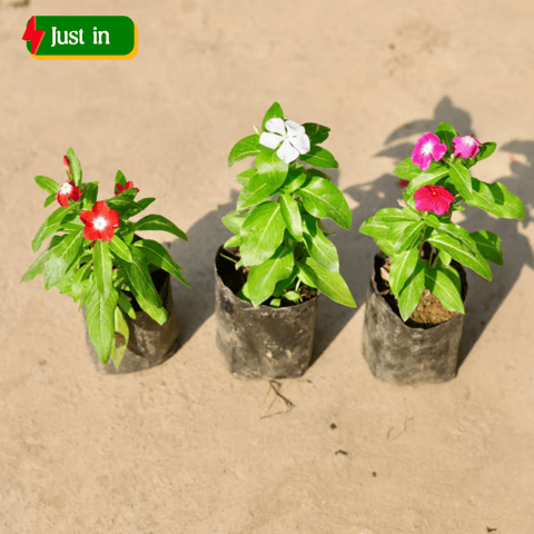 Set of 3 - Periwinkle / Vinca / Sadabahar (any colour) in 4 Inch Nursery Bag