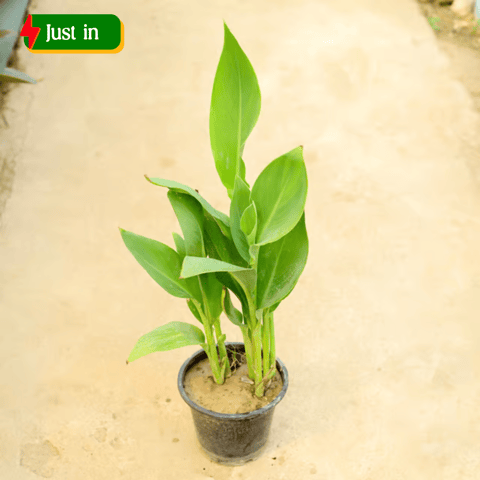 Canna Lily (yellow) in 8 Inch Nursery Pot