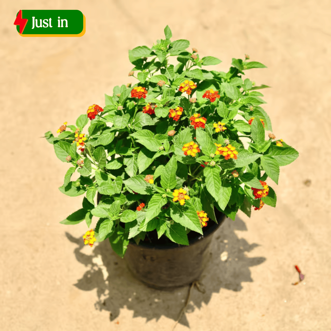 Lantana Red in 8 Inch Nursery Pot