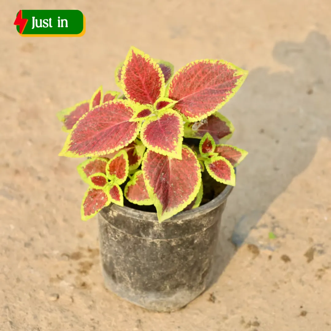 Coleus (Any Colour) in 5 Inch Nursery Pot