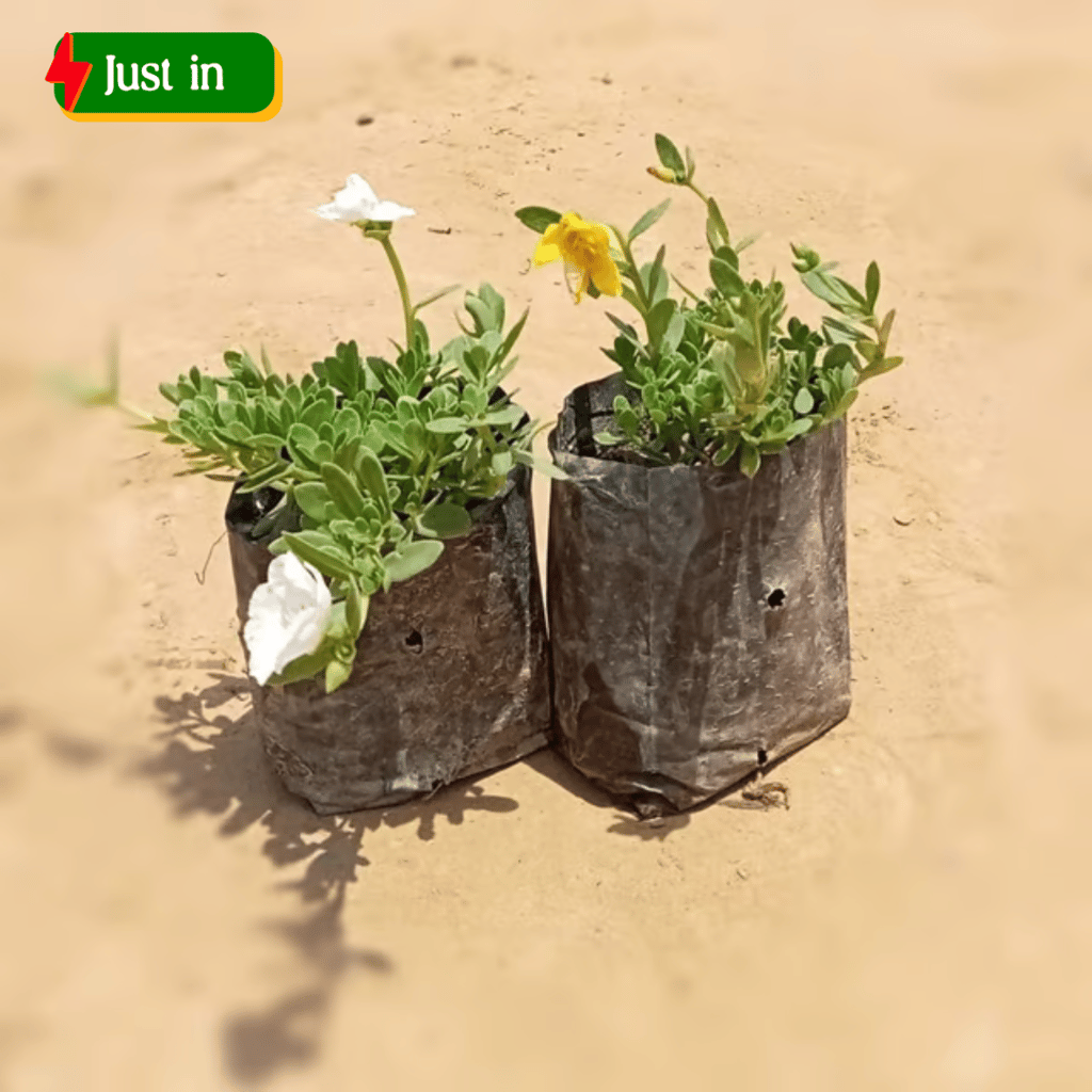 Set of 2 - Kulfa / Purslane in 4 Inch Nursery Bag Set of 2 - Kulfa / Purslane in 4 Inch Nursery Bag