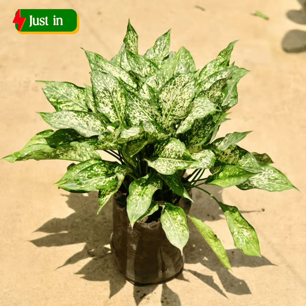 Aglaonema snow white in 8 Inch Nursery Bag Aglaonema snow white in 8 Inch Nursery Bag