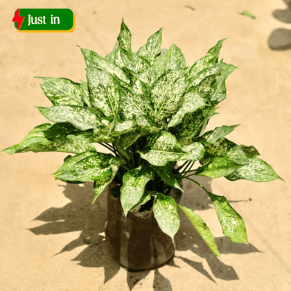 Aglaonema snow white in 8 Inch Nursery Bag