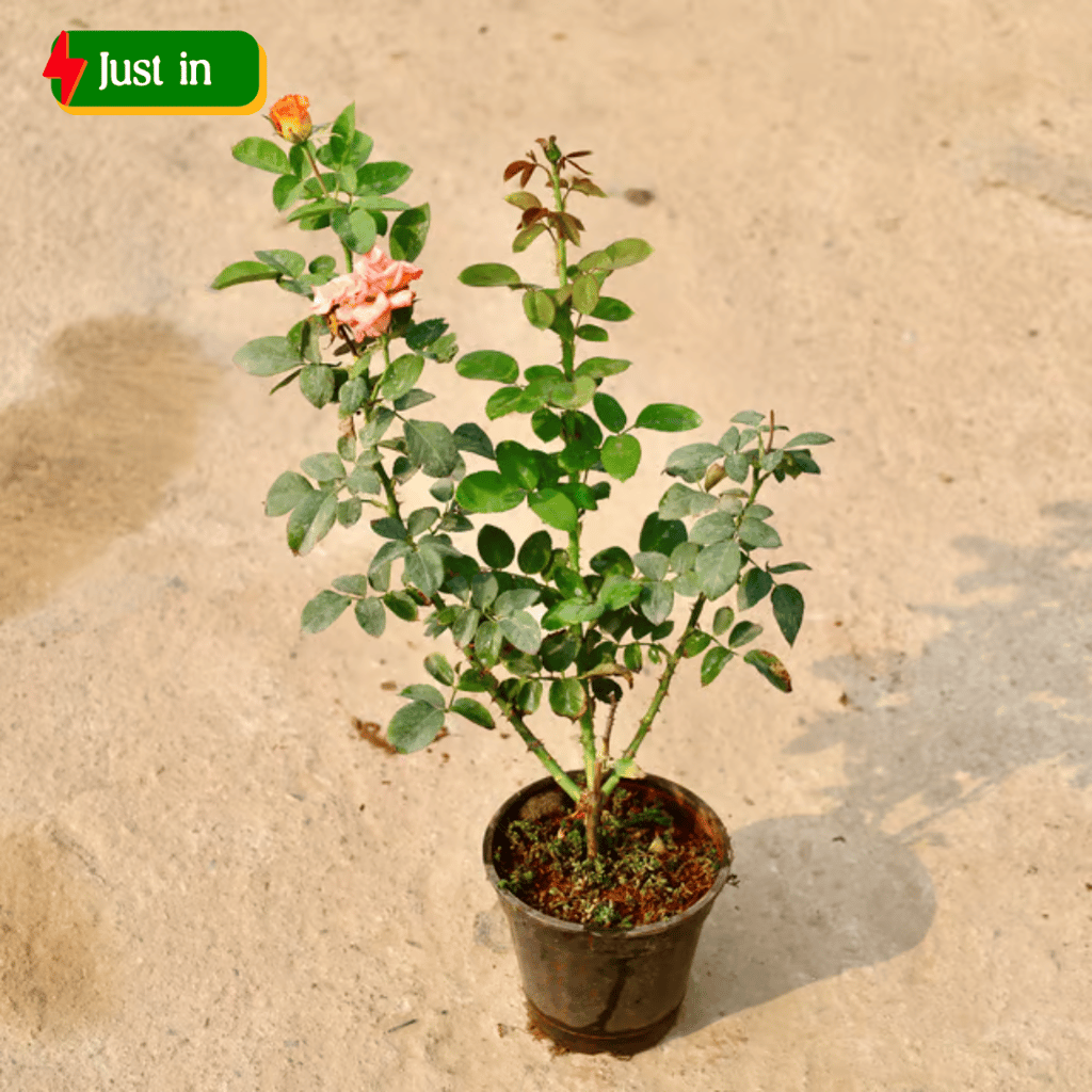 Rose (Any Colour) in 6 Inch Nursery Pot Rose (Any Colour) in 6 Inch Nursery Pot