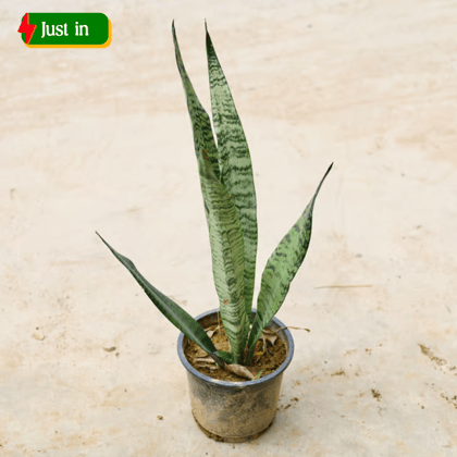 Snake Plant in 6 Inch Nursery Pot