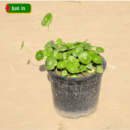 Brahmi Dollar / Pennywort / Coin Plant in 5 Inch Nursery Pot