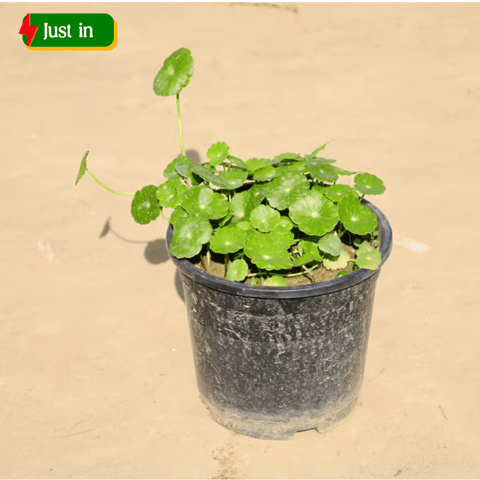 Brahmi Dollar / Pennywort / Coin Plant in 5 Inch Nursery Pot