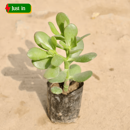 Crassula Jade in 4 Inch Nursery Bag